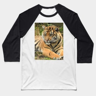 Sumatran Tiger Cub Baseball T-Shirt